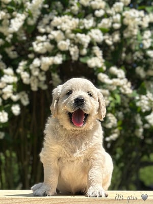 Les chiots de Golden Retriever