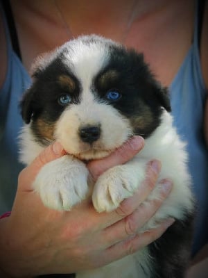 Les chiots de Berger Australien