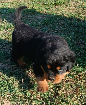 Les chiots de Rottweiler