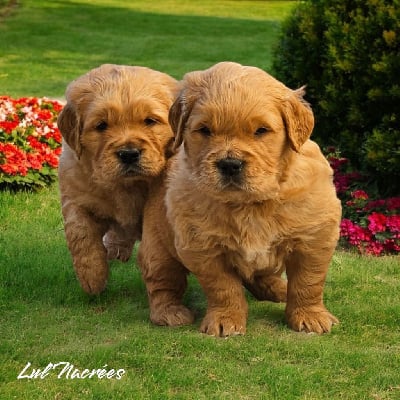 Les chiots de Golden Retriever