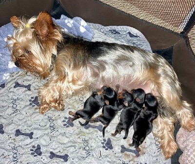 Yorkshire Terrier