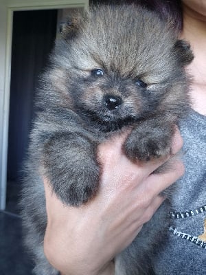 Les chiots de Spitz allemand