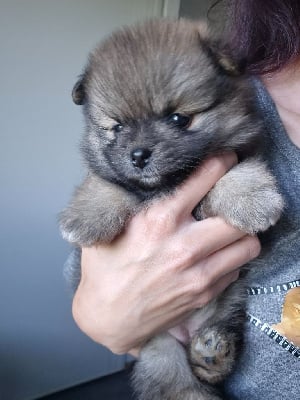 Les chiots de Spitz allemand