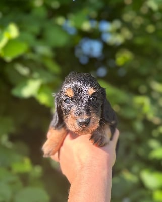 Les chiots de Teckel poil long