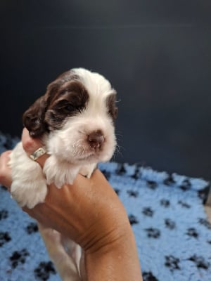 Les chiots de Cocker Spaniel Anglais