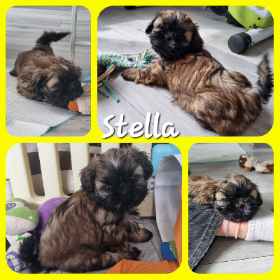 Stella - Shih Tzu