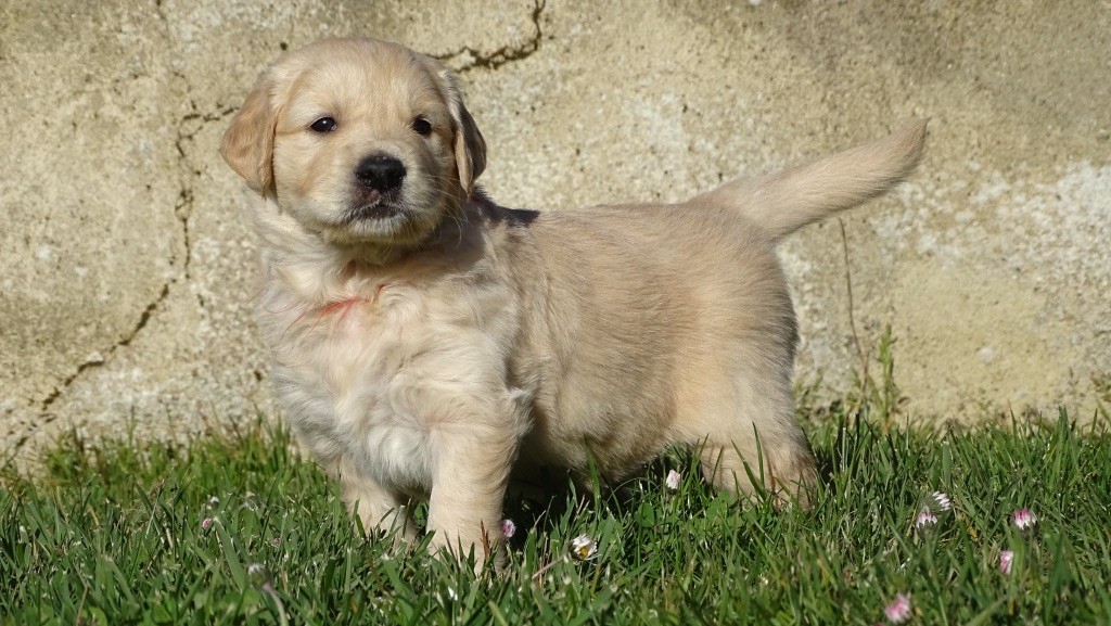 Miss rouge - Golden Retriever