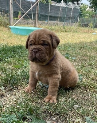 Dogue de Bordeaux