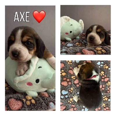 Les chiots de Beagle