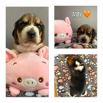 Les chiots de Beagle