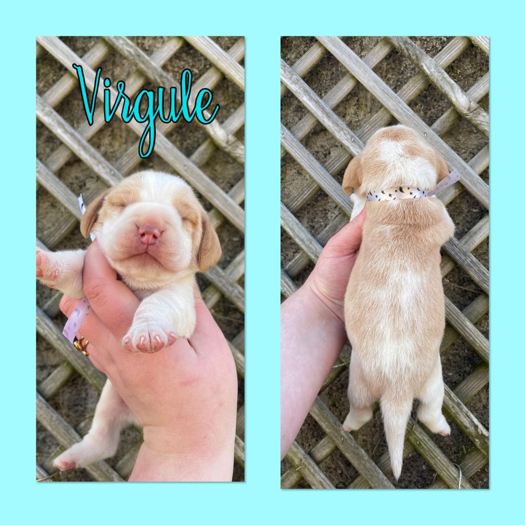 Virgule - Beagle
