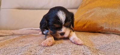 Les chiots de Cavalier King Charles Spaniel