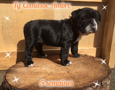 Ty' Comtesse Ambre (Couleur ruban Orange) - Bulldog continental