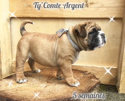 Ty' Comte Argent (Couleur ruban Gris) - Bulldog continental