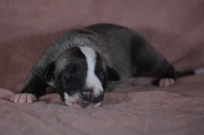 Les chiots de Whippet