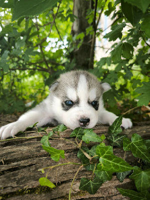 Les chiots de Siberian Husky