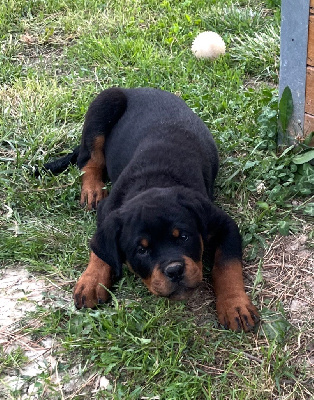 Les chiots de Rottweiler