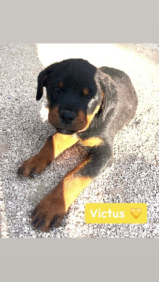 Victus - Rottweiler