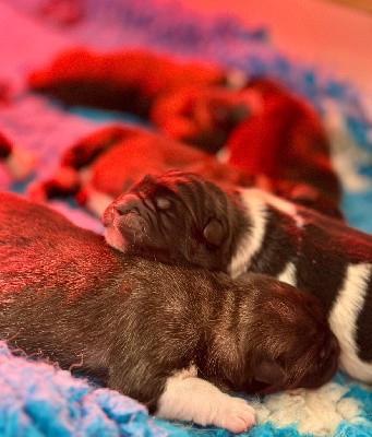 Akita americain