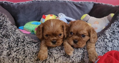 Les chiots de Cavalier King Charles Spaniel