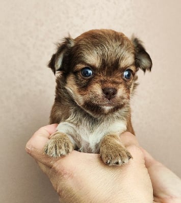 Les chiots de Chihuahua