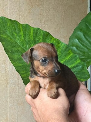 Pinscher nain