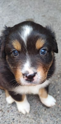 Les chiots de Berger Australien