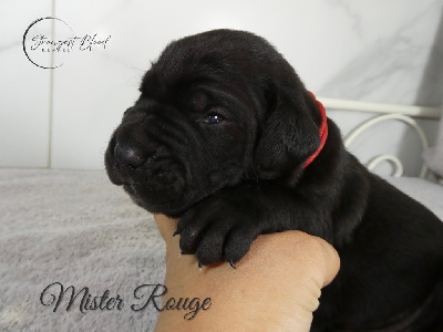 Les chiots de Cane Corso