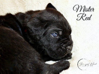 Les chiots de Cane Corso