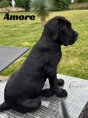 Cane Corso