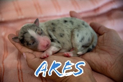 Berger Australien