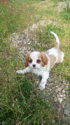 Voltaire - Cavalier King Charles Spaniel