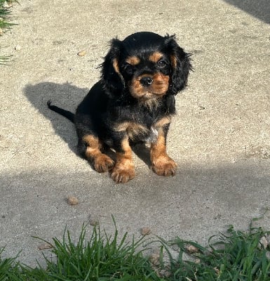 Les chiots de Cavalier King Charles Spaniel