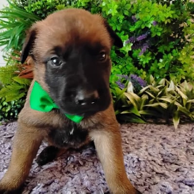 Les chiots de Berger Belge