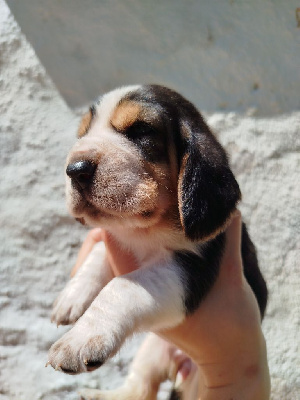 Les chiots de Basset Hound