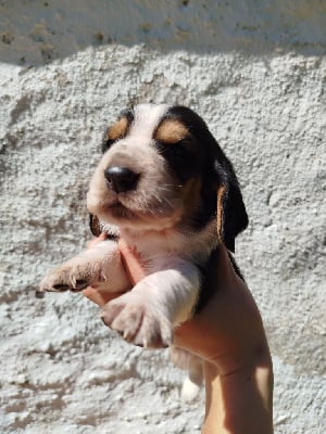 Les chiots de Basset Hound