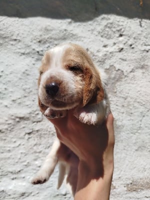 Les chiots de Basset Hound
