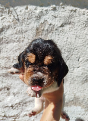 Les chiots de Basset Hound