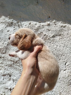 Les chiots de Basset Hound
