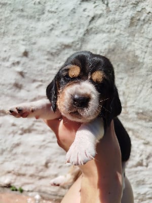 Les chiots de Basset Hound