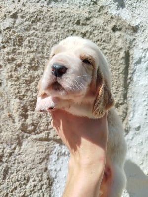 Les chiots de Basset Hound