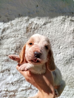 Les chiots de Basset Hound