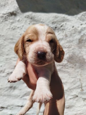 Les chiots de Basset Hound