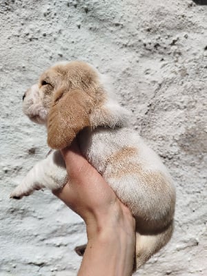 Les chiots de Basset Hound