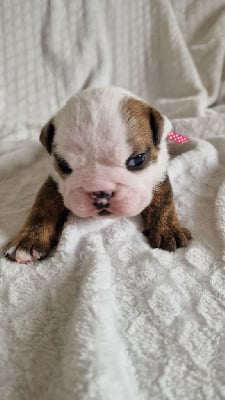Les chiots de Bulldog Anglais