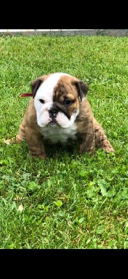 Les chiots de Bulldog Anglais