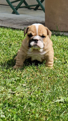 Les chiots de Bulldog Anglais