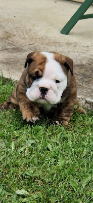 Les chiots de Bulldog Anglais