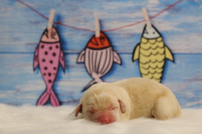 Les chiots de Labrador Retriever