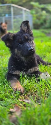 Les chiots de Berger Allemand Poil Long